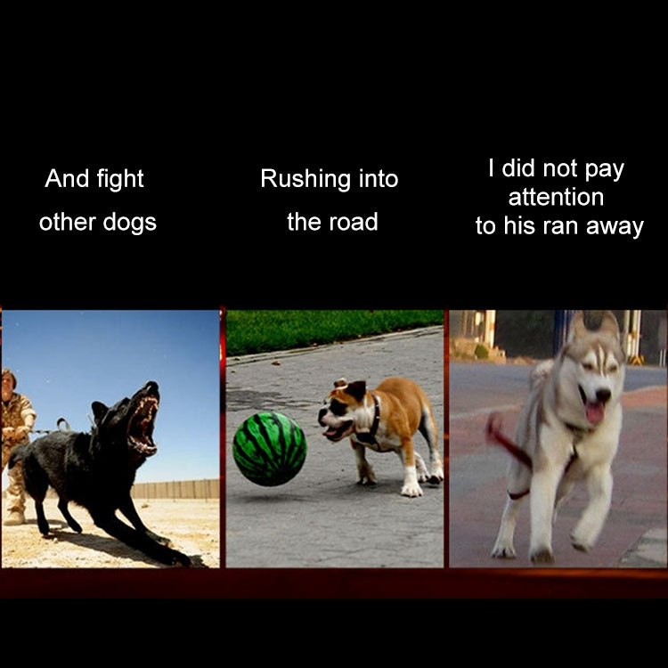 Medium and Large Dog Pet Solar + USB Charging LED Light Collar, Neck Circumference Size: L, 50-60cm, Size: L