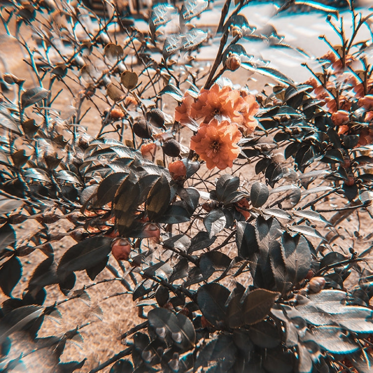 77mm Kaleidoskop-Prisma Vordergrund-Unschärfe Kamera-Glasfilter-Objektiv